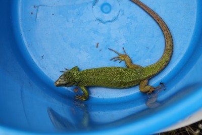 Lacerta viridis - female of European green lizard; males have blue head